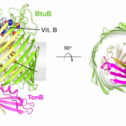 Figure 2. Structure of TBDT known as BtuB, from side and top down.