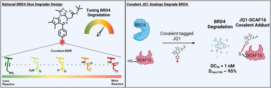 Exploration of the Tunability of BRD4 Degradation by DCAF16 Trans-labelling Covalent Glues