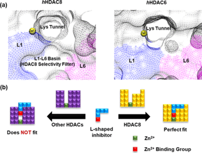 Characterization of Conformationally Constrained Benzanilide scaffolds for Potent and Selective HDAC8 targeting