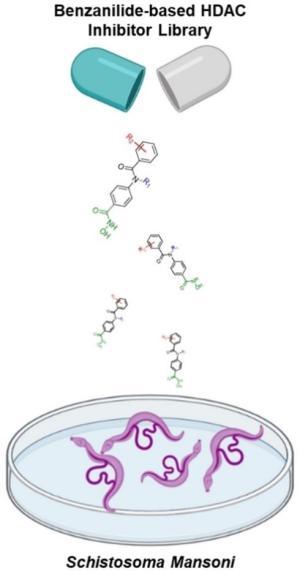 Phenotypic Screening of Histone deacetylase (HDAC) Inhibitors against Schistosoma Mansoni