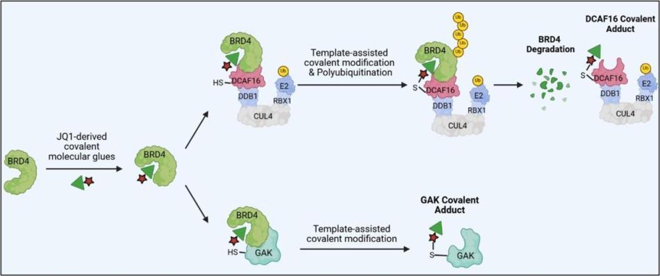 Template-assisted covalent modification of DCAF16 enables BRD4 molecular glue degraders